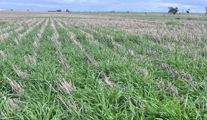 Feedgrain Focus: Trade thin in divided season