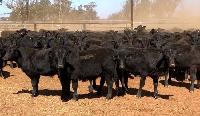 Young cattle values continue to trend down on AuctionsPlus