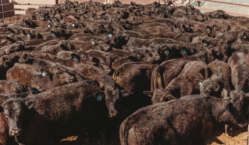 Young steer and heifer prices struggle in an oversupplied market