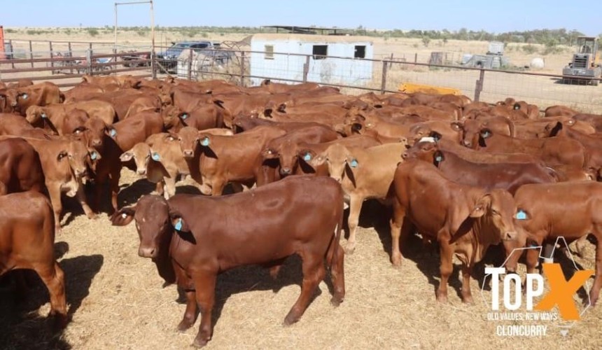 Online listings drop 10pc, as young cattle prices continue to deteriorate