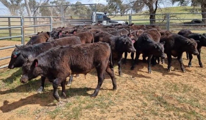 Further falls in young cattle categories in 10,513 head AuctionsPlus offering