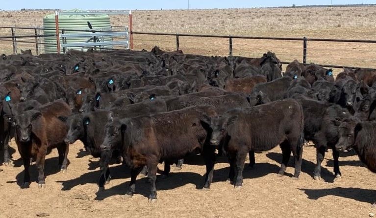 Listings rise 31pc on AuctionsPlus, with some modest price rises recorded  