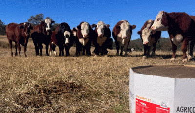 Ballandean Station: A legacy of agriculture and sustainability