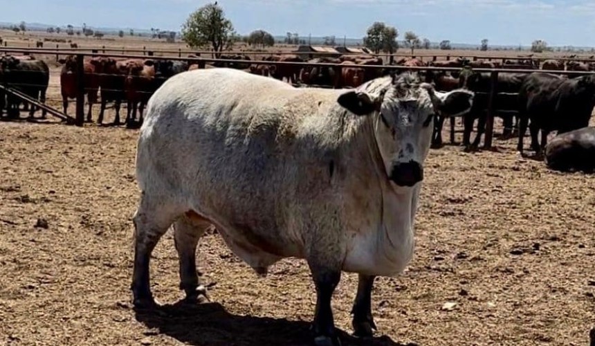 “Iceberg” potentially Australia’s largest ever ox, dressing out to 854kg