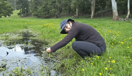 Freshwater plant and algae found to have methane-reducing properties