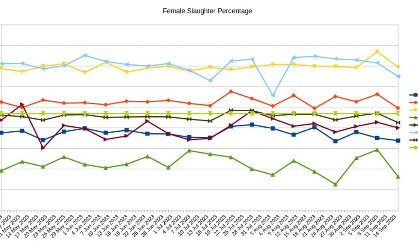 A deep-dive into Australia’s female slaughter ratio