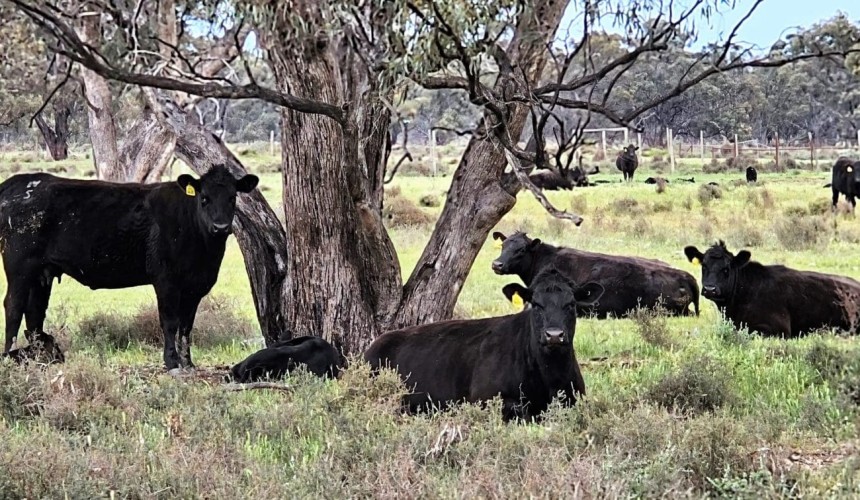 ‘Sustainability indexes’ in focus at Armidale genetics summit