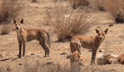 New research shows dingoes do not suppress feral cat and fox populations