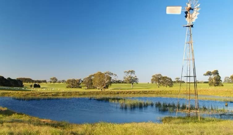 Our unsung farm dams provide vital habitat to threatened species of frogs