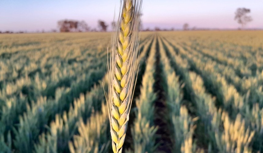 Feedgrain Focus: North firms, gate shuts on Sep homes