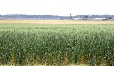 Feedgrain Focus: Market softens on forecast rain