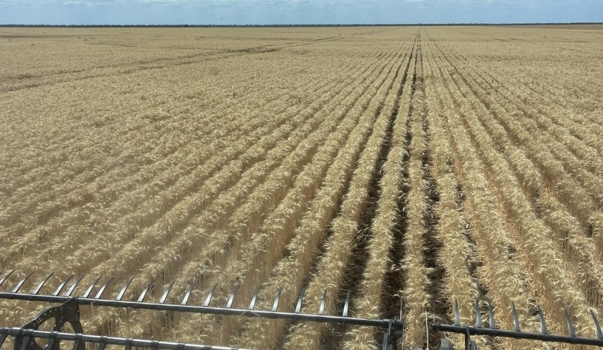 Feedgrain Focus: Harvest starts in CQ, frost impact feared