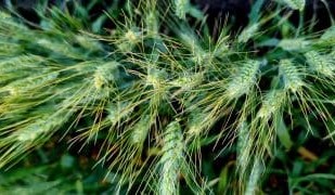 Feedgrain Focus: Prices lift as dry creeps south