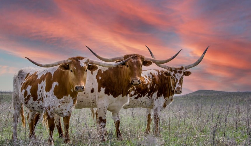 Beef Central 2024 study tour: networking and learning in Texas