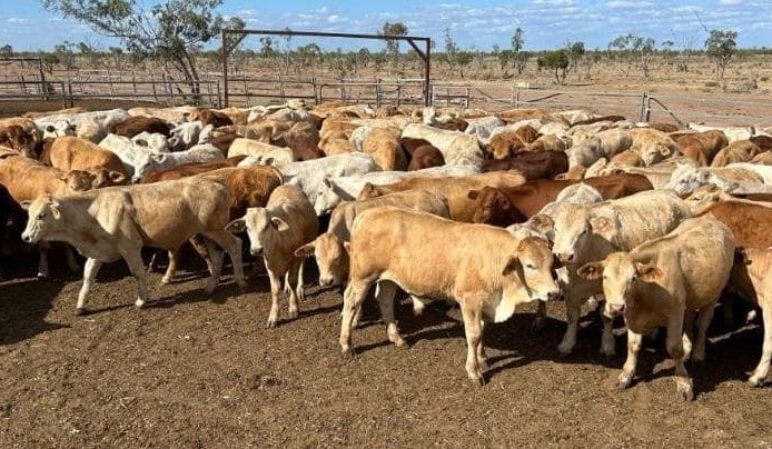 Young cattle show price lift in 7558 head AuctionPlus offering