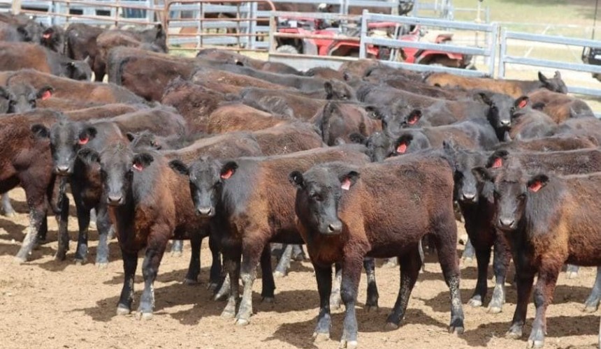 Young cattle prices fall in larger 8630 head online offering