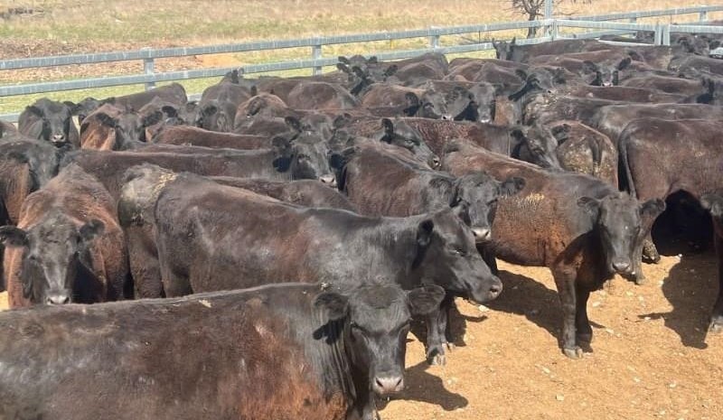 Smaller 8111 head online offering delivers young cattle price lifts