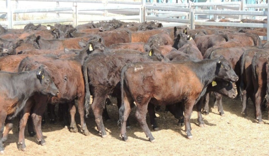 AuctionsPlus offering hits 14-month low, at 6352 head