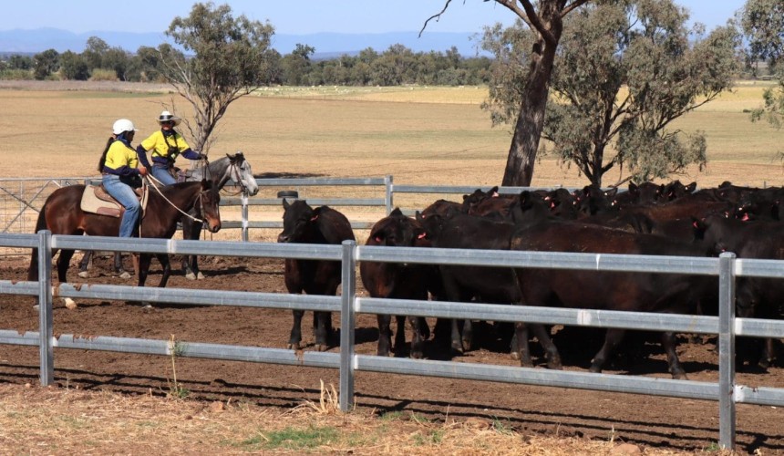 Can the feedlot industry crack the respiratory disease code?