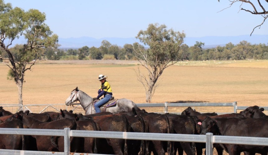 ALFA shelves SmartBeef Conference concept to focus on future initiatives
