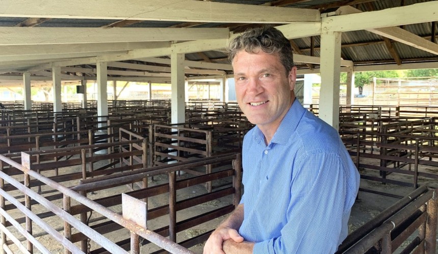 High stock numbers, lack of processor capacity weighing on livestock markets: Rabobank update