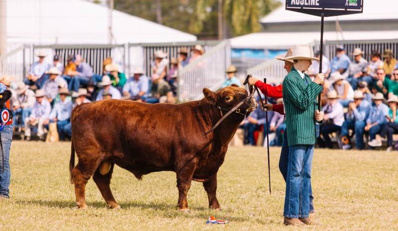 Beef Australia 2024 stud beef nominations draw closer