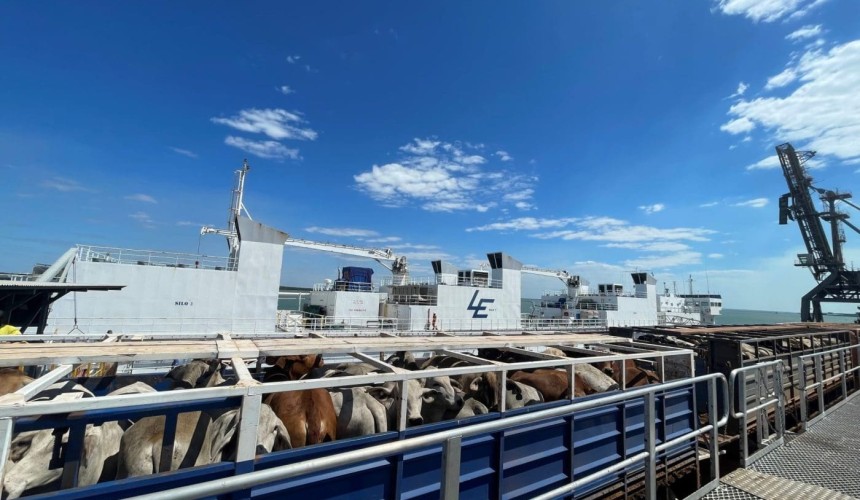 Dept of Ag reports livestock mortalities on Brahman Express