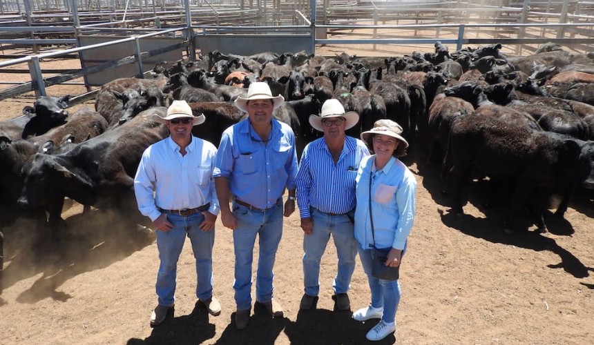Roma sale 17 Oct 2023:  Yarding lifts by 1000 head + PICS