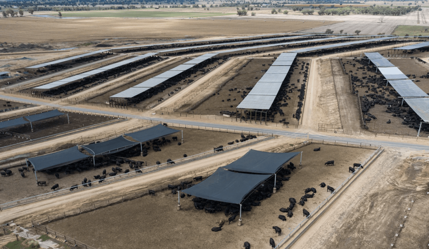 Feedlot cattle under shade hits 75pc, and set to grow further – ALFA report