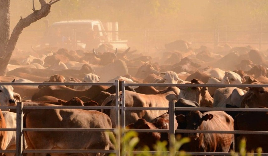 Weekly genetics review: Understanding the risks of trichomoniasis in a beef breeding herd