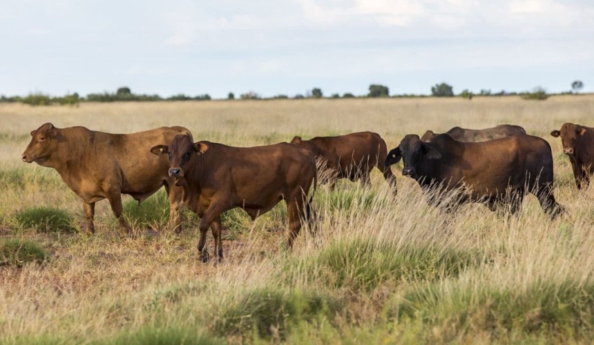 Large scale 2.9m ha Kimberley aggregation set to test the market