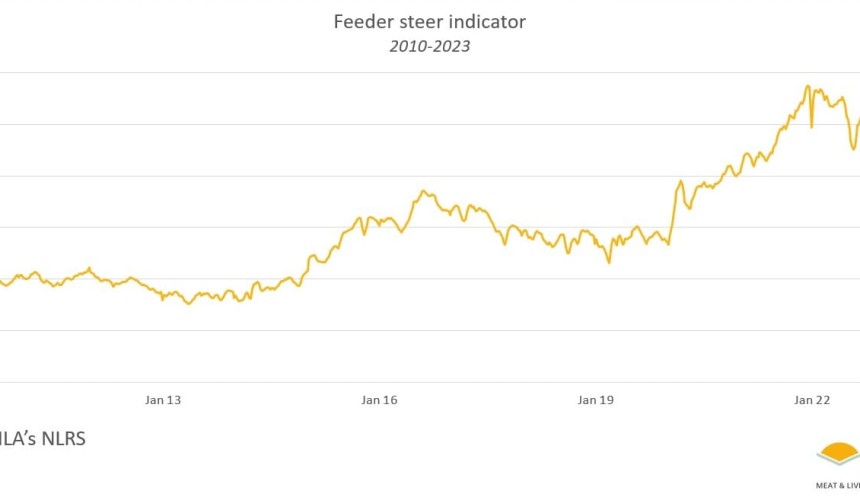 Feeder steer indictor threatens to fall through 200c/kg, for first time since 2014