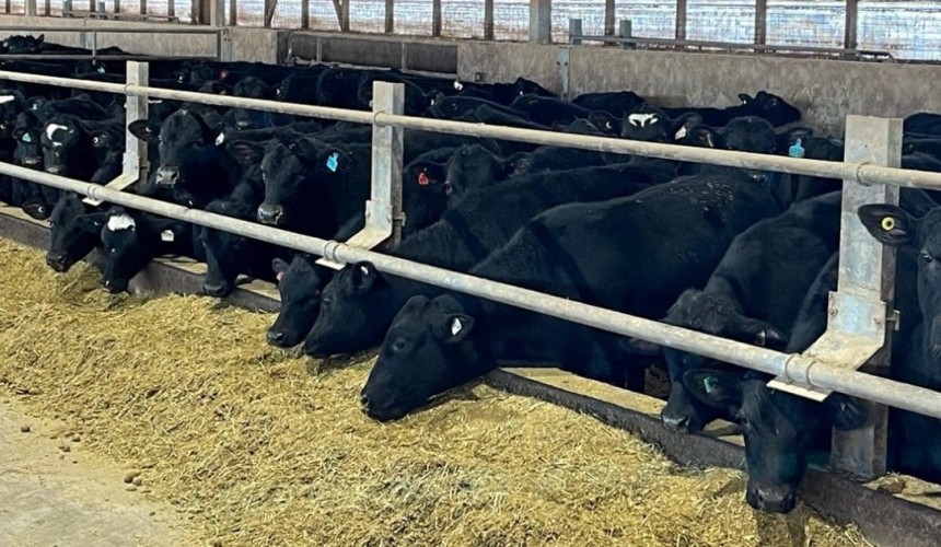 Why corporations are investing in beefing up dairy cattle