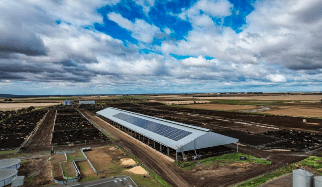 MLA launches manual for covered housing systems in Australian feedlots