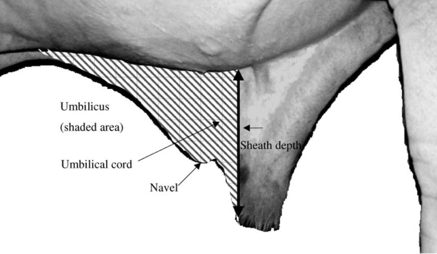 Weekly genetics review: Is navel gazing impacting your herd’s fertility?