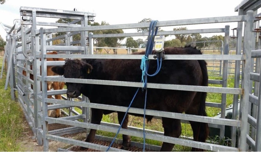 The need to calibrate scales for accurate EBVs