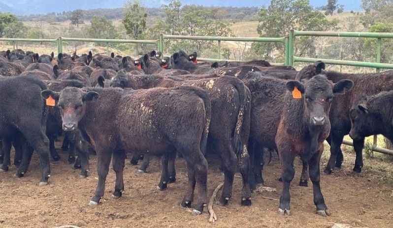 Young heifers lift, steers mostly hold recent gains, in larger 6151 head online offering