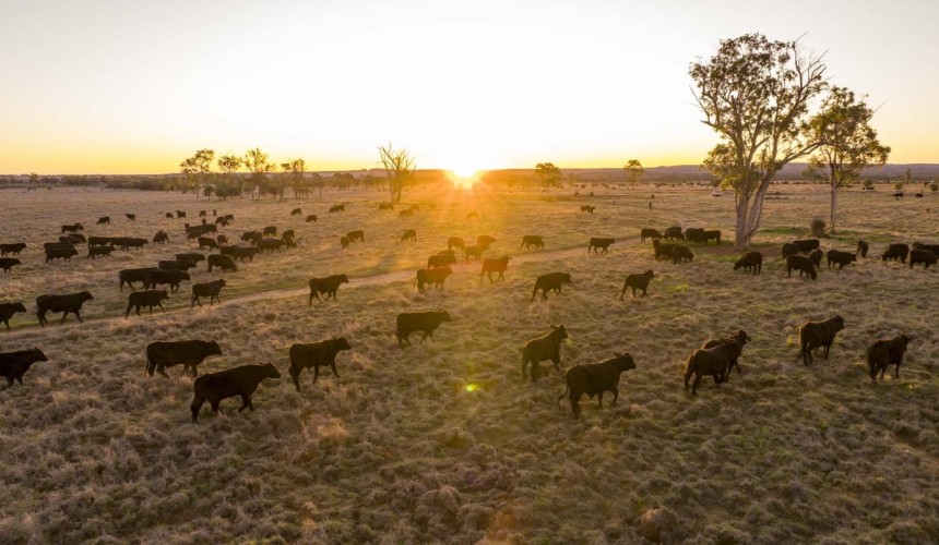 Certified Organic suppliers excel in Qld’s grassfed MSA performance results