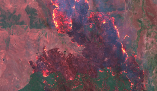 Qld beef plants adding extra kills – some specifically for fire-impacted cattle