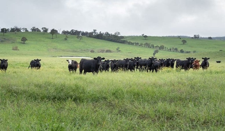 About 2.5 cattle generations to make adaptations for sustainability:  UNE forum