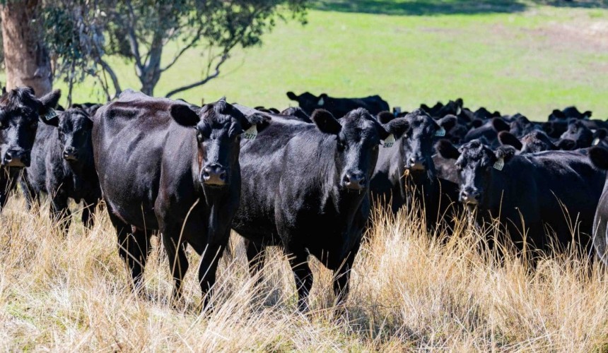 New owner puts Palgrove’s Gilgal on regen ag path
