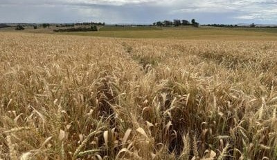 Feedgrain Focus: Small tonnage limits new-crop sales