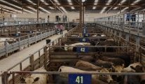 VIC cattle industry still impacted by closure of saleyards 12 months on