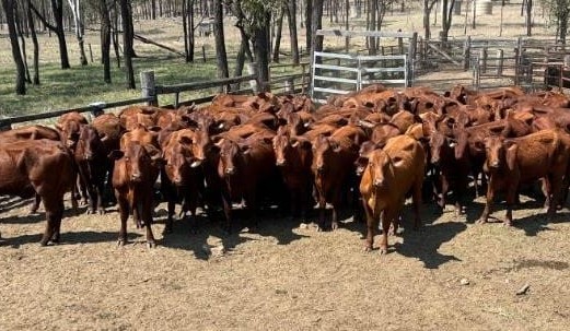Online listings hit 13-month high; steer prices trend lower