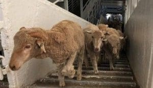 Can WA processing sector absorb extra sheep under livex ban?