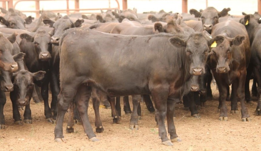 Listings and prices swell on AuctionsPlus, after rain