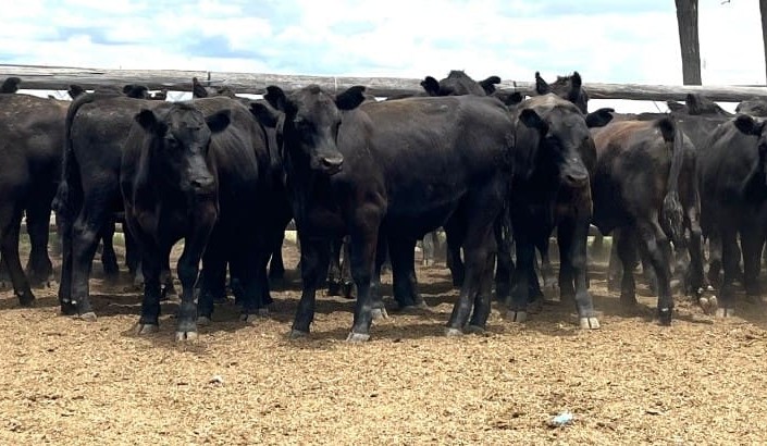 Young cattle continue price surge in larger AuctionsPlus offering