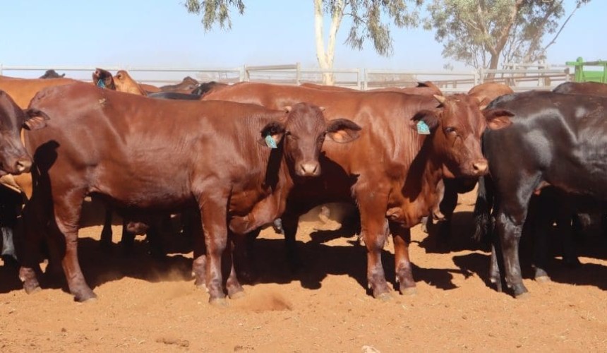 Young cattle surge continues on AuctionsPlus