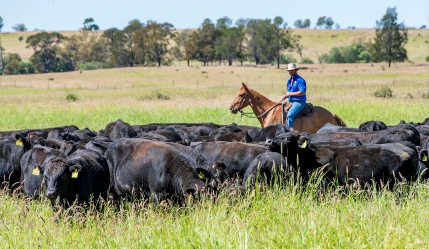 Genetic decision-making tool helping ACC optimise Wagyu performance