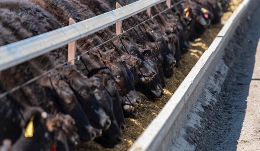 Wagyu feeder steer prices stable, but premium over Angus under pressure